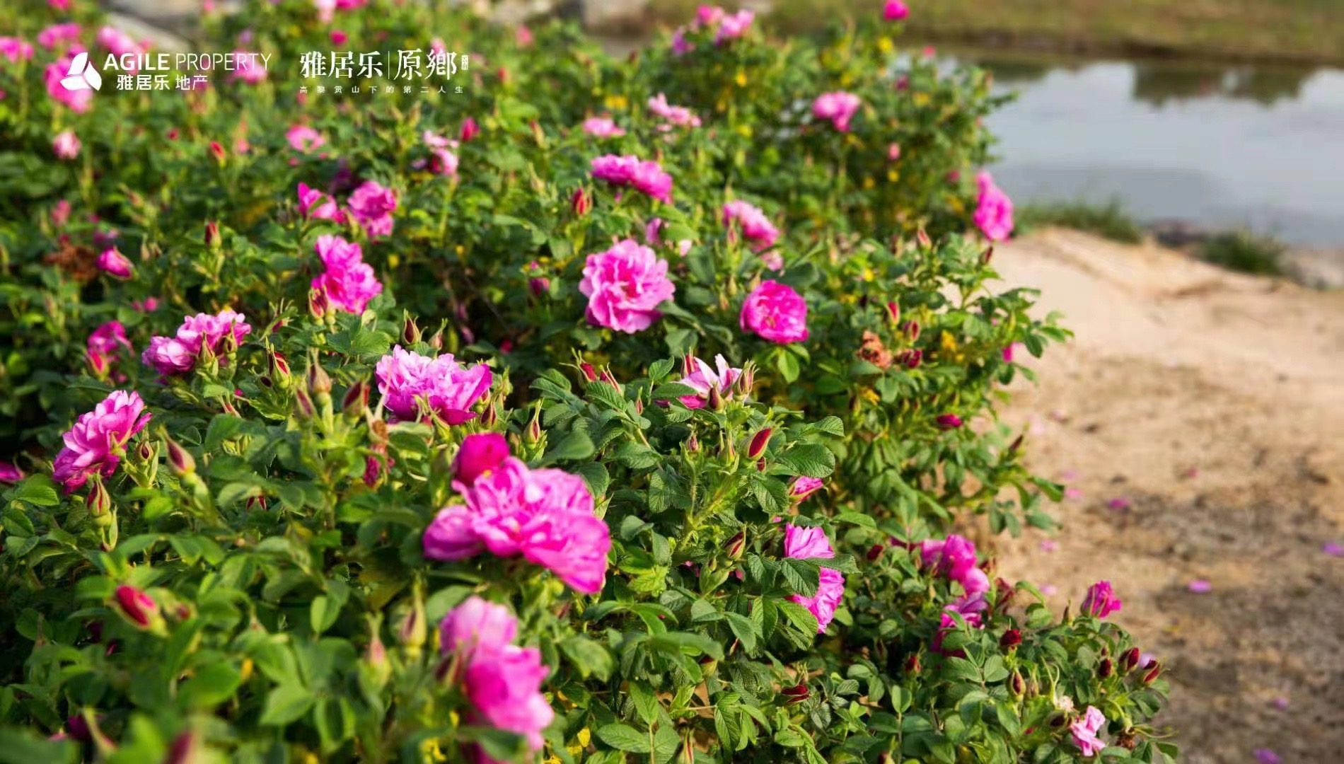 騰沖雅居樂原鄉棲花嶺景區