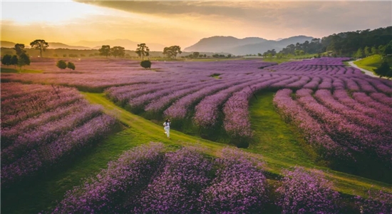 【國家AAAA級景區】騰沖原鄉棲花嶺景區