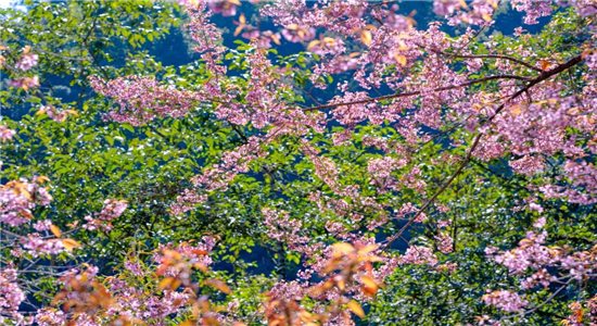 騰沖旅游景點推薦：【國家AAA級景區】騰沖櫻花谷景區