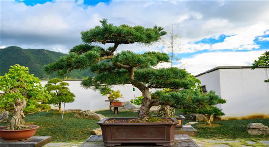 騰沖旅游景點
