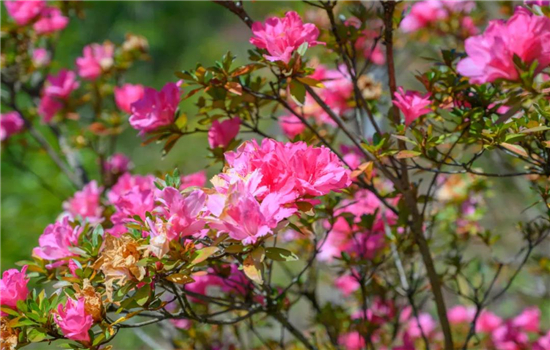 騰沖景點：冬日騰沖，方圓十里有花香，一起來賞花吧