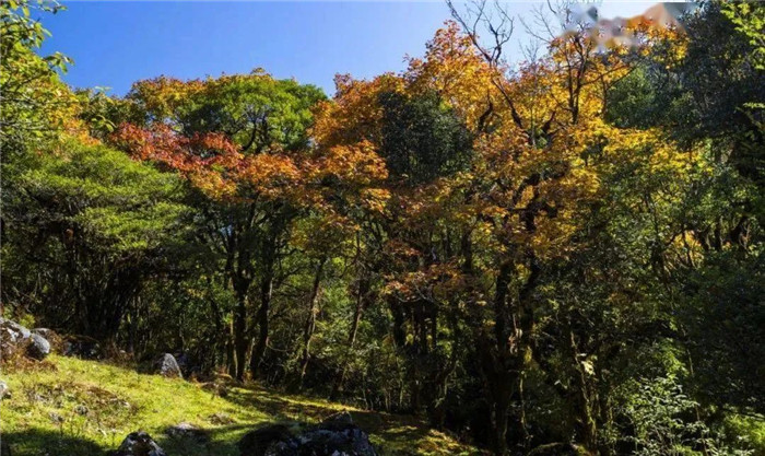 騰沖旅游